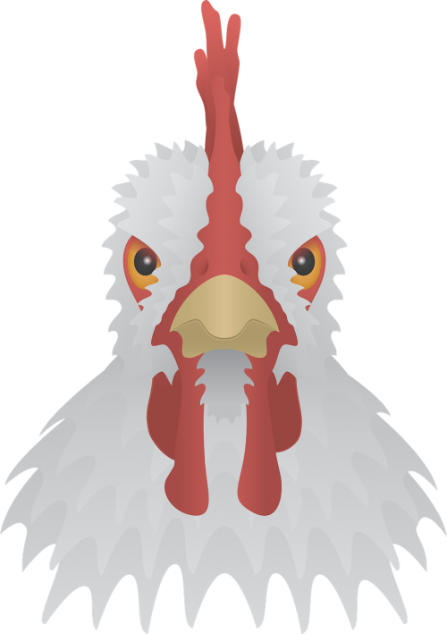 chicken farm livestock