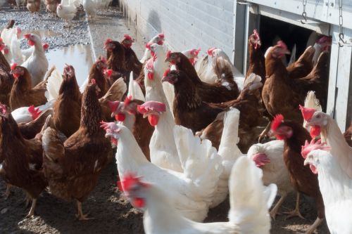 chicken hen factory farming