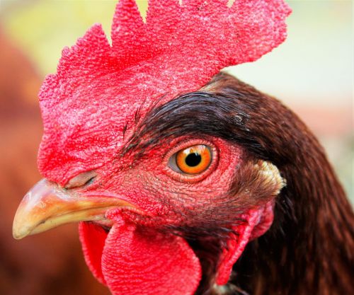 chicken close-up color