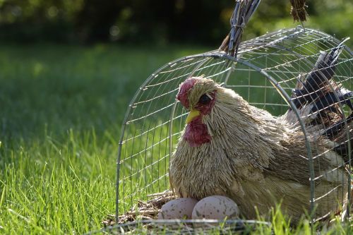 chicken cage grass