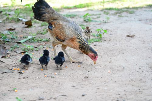 chicken family mother