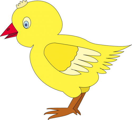 chicken poultry bird