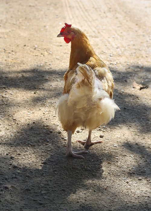 chicken farm poultry