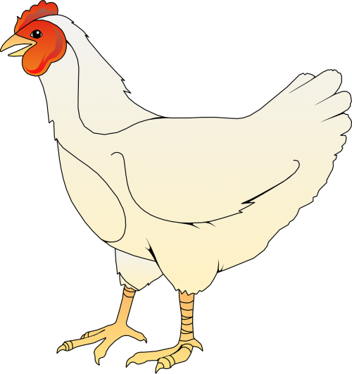 chicken hen farm