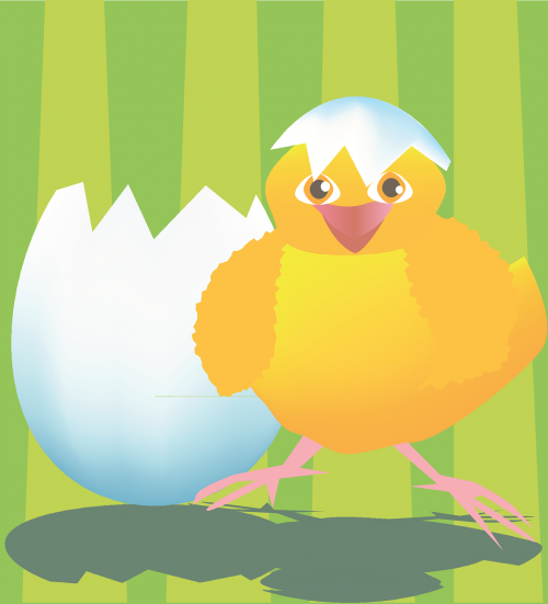 chicken egg newborn