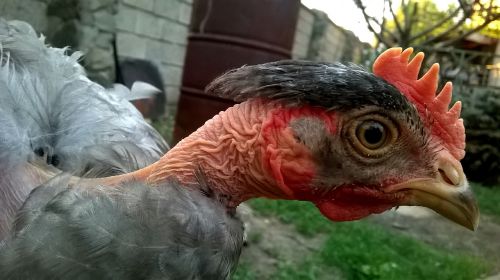 chicken bald beauty