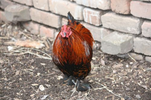 chicken hen feathers