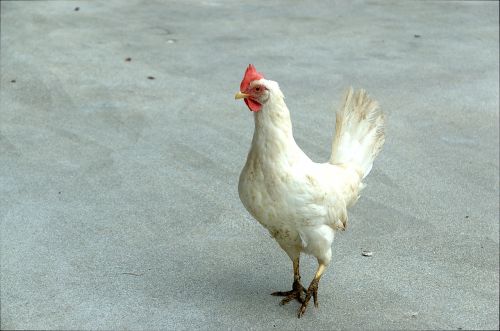 chicken hen white