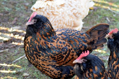 chicken brown black farm