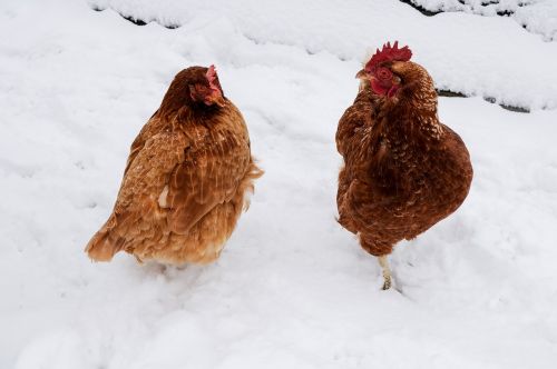 chicken snow winter