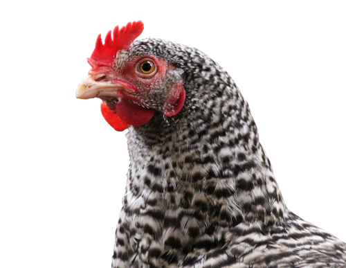 chicken hen bird