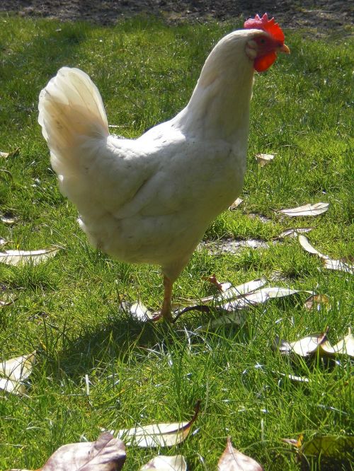 chicken white meadow