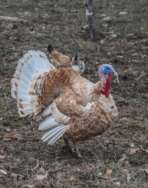 chicken farm bird