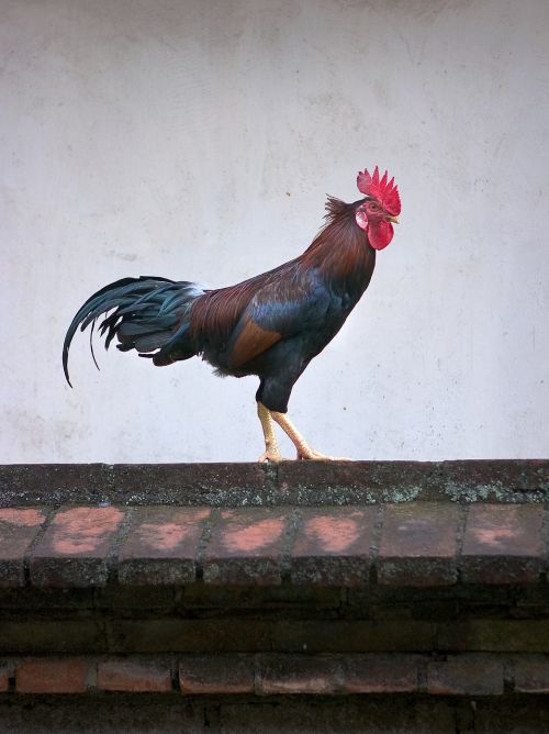 chicken animals rooster