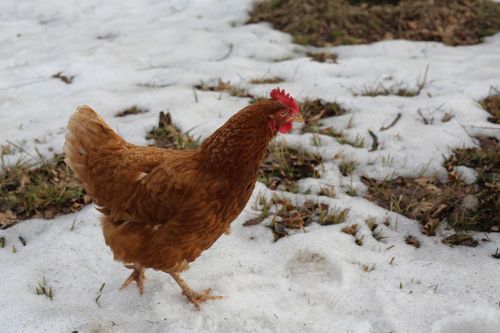 chicken bird cock