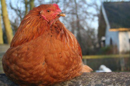 chicken petting red