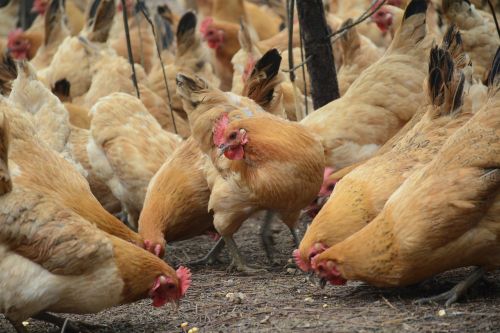 chicken forest stocking