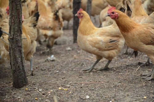 chicken forest stocking