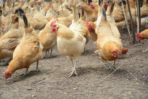 chicken forest stocking