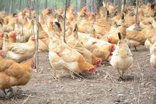 chicken forest stocking