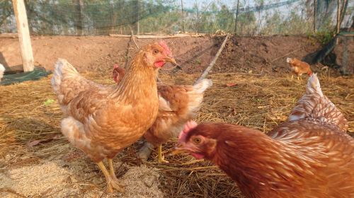 chicken hen farm