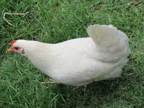 chicken white chicken animal