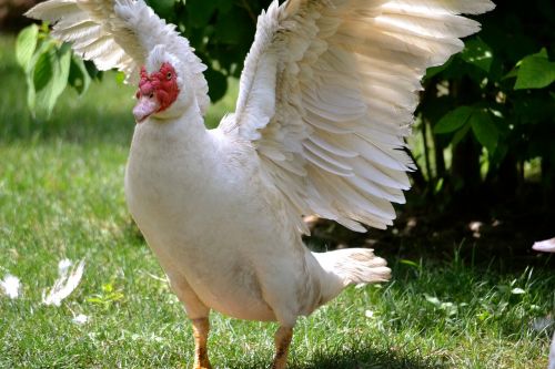 chicken rooster bird