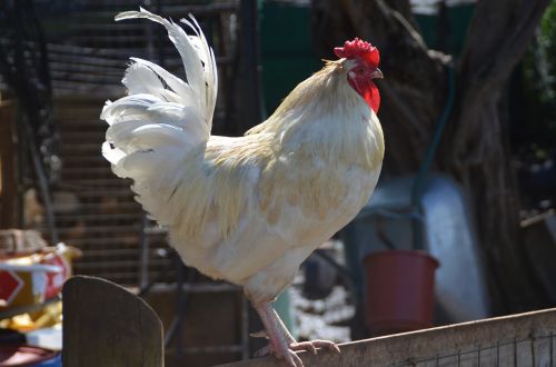 chicken animal farm
