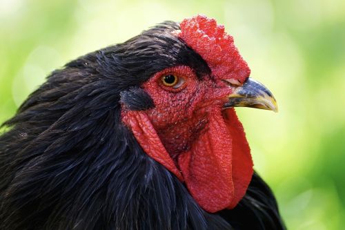 chicken bird cockscomb