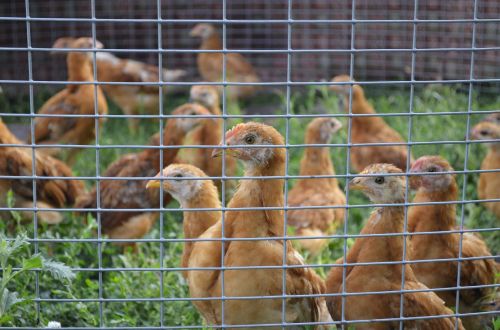 chicken chickens aviary