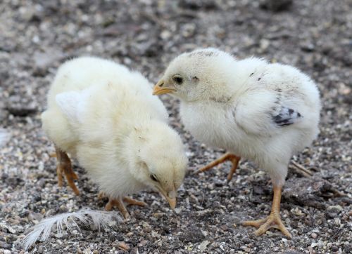 chicken toddler fluffy