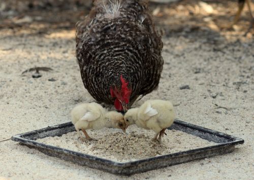 chicken toddler fluffy