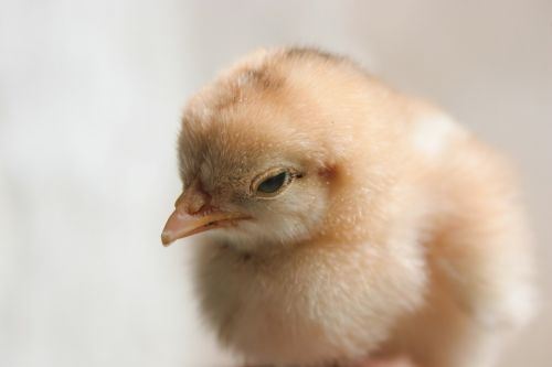 chicken chick baby