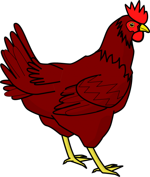 chicken hen farm animal