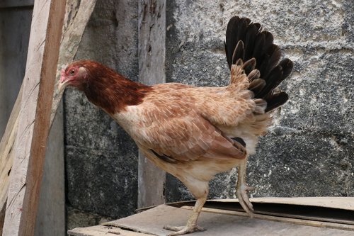 chicken  hen  animal
