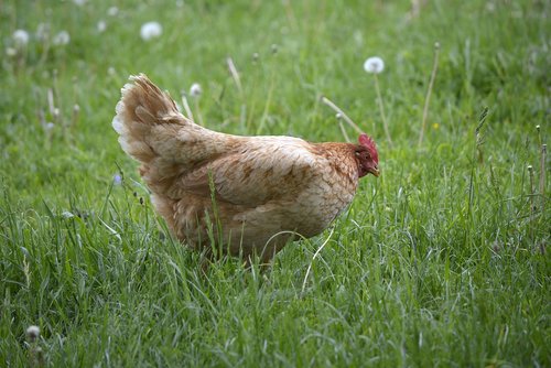 chicken  farm  stock
