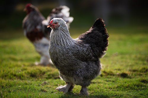 chicken  rooster  brahma