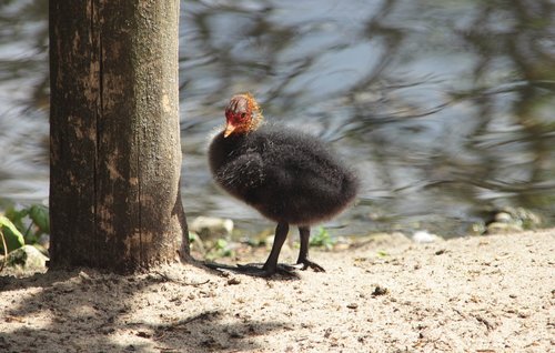 chicken  duck  nature