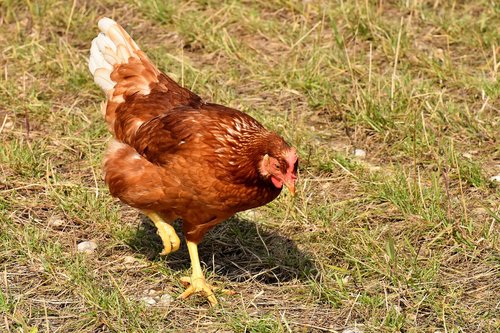 chicken  poultry  plumage