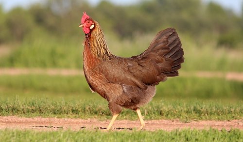 chicken  livestock  poultry