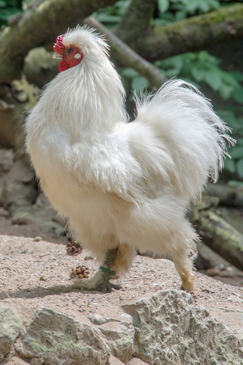 chicken  poultry  bird