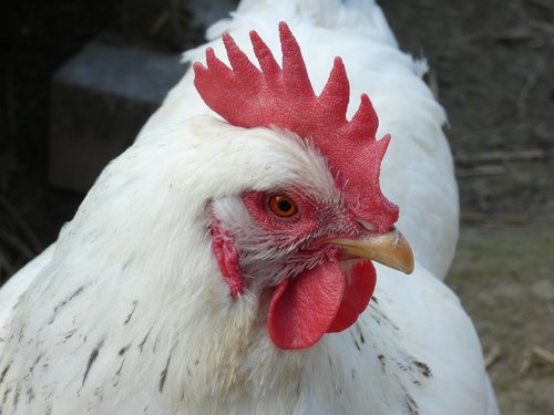 chicken  white  red