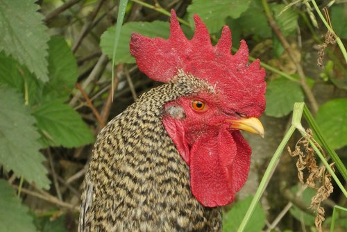 chicken  comb  poultry