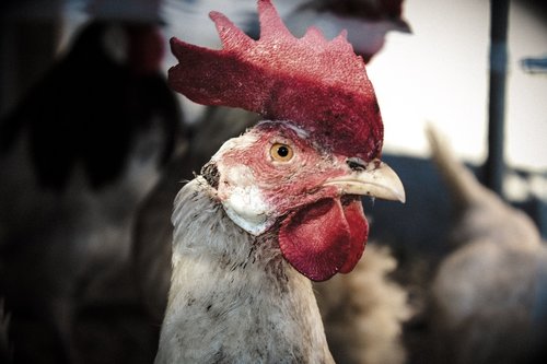 chicken  chickens  stall