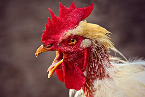 chicken  rooster  bird