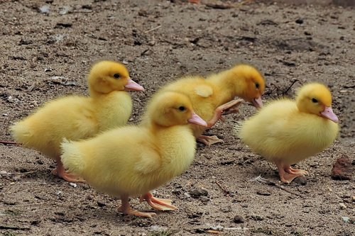 chicken  entenkuecken  ducks