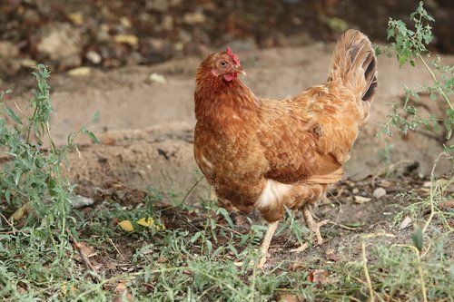 chicken  street  road