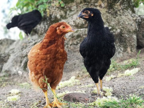 chicken  farm  natural