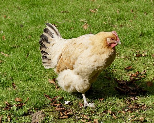 chicken  country life  poultry