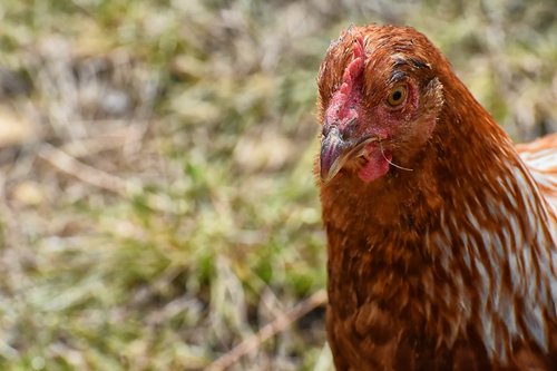 chicken  poultry  plumage